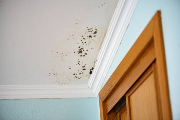 Best Black Mold Removal  in Mount Carmel, PA